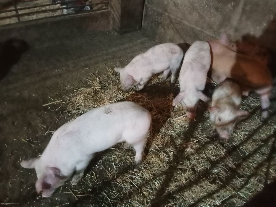 Поросята месячные