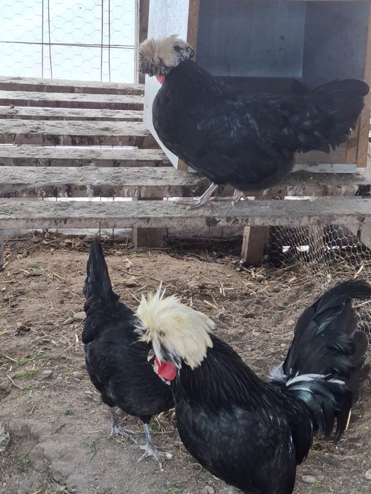 Familie motata olandeza 1 cocosi si 2 gaini in vìrsta de 1 an