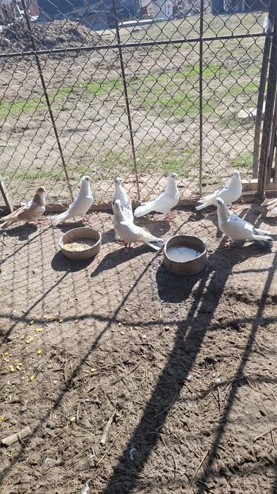 Продам голубей бакинцы
