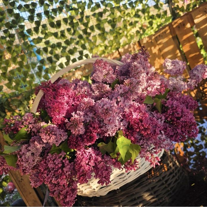 Сирень Букеты Алматы