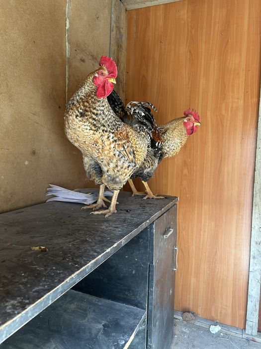 Питухи молодые крассивые