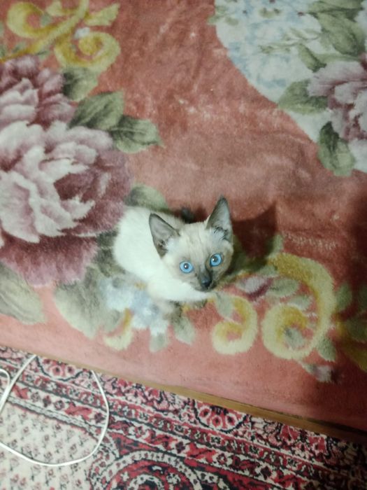Котята ищут дом и хороших хозяев.