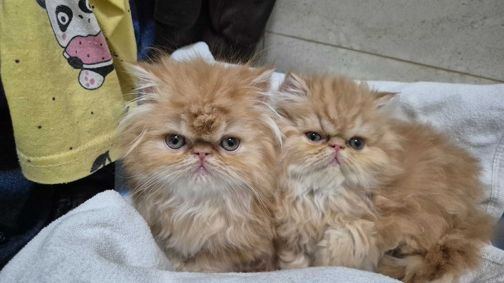 Pisici persane orange cu botic turtit