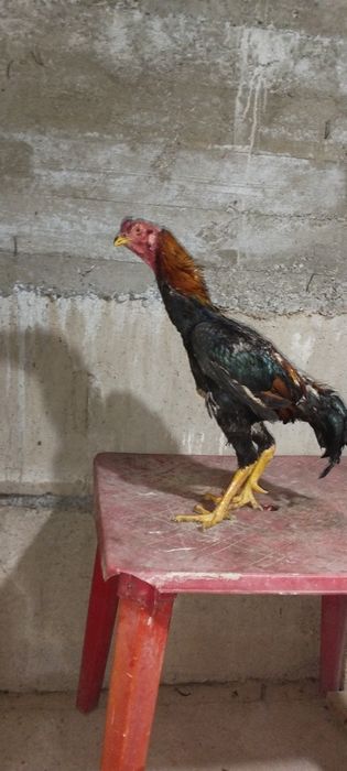 Sotilad saman horoz 2 yoshda yeb ichshga javob berlad