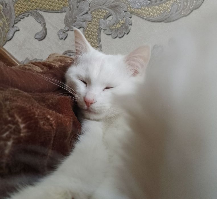 Turk angorasi sotiladi