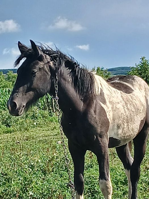 Ponei de vânzare de 2 ani