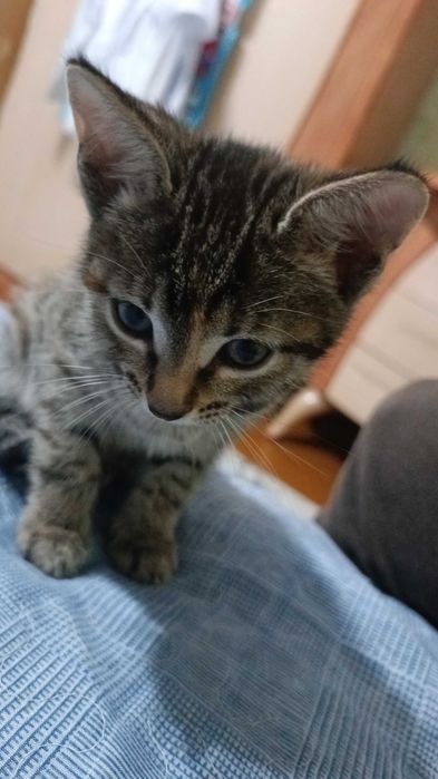 Котенок умный и ласковый