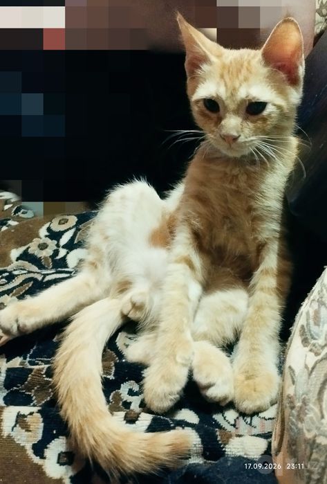 Отдам красивого котёнка