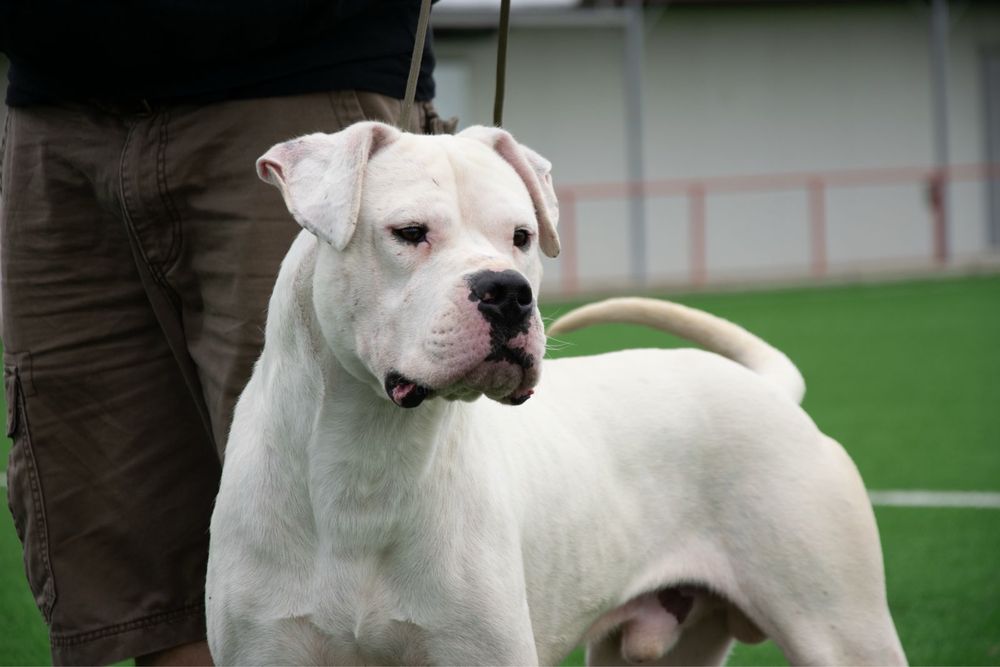Mascul Dog Argentinian cu Pedigree URGENT