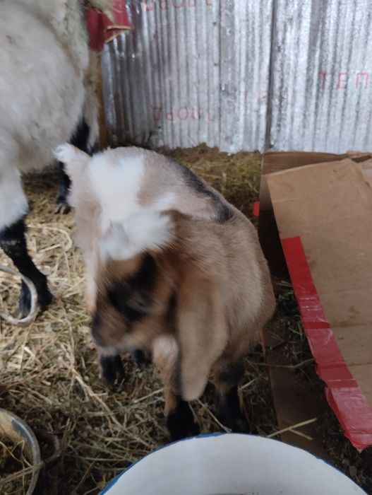 Коза с козленком