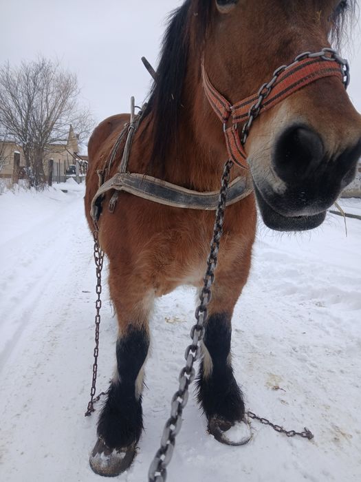 Iapă de 12 ani de vânzare