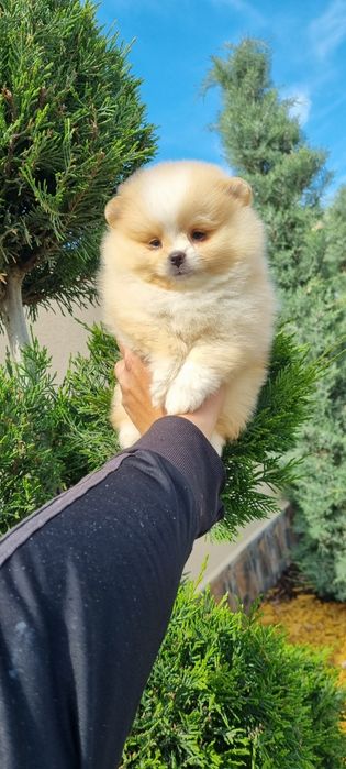 Померанче померан