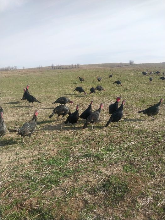 Күрке сатылады,саудасы бар