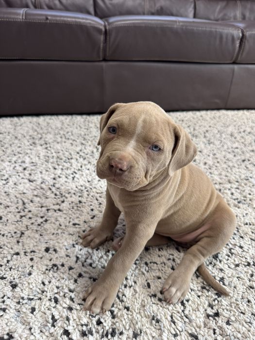 Catei American Bully xl