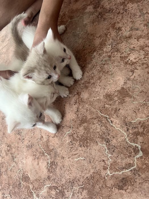 Отдам даром в хорошие руки