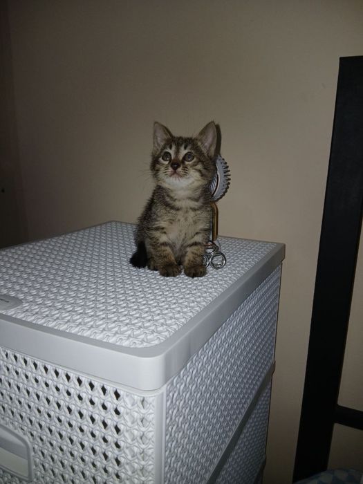 Котята ищут мам и пап!