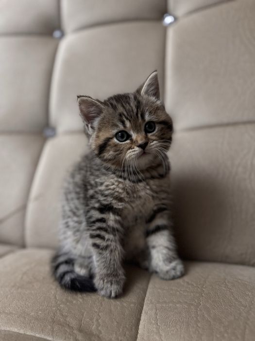 Продаю срочно котенка шотланскую