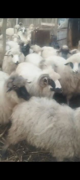 Vând oi tinere țurcane