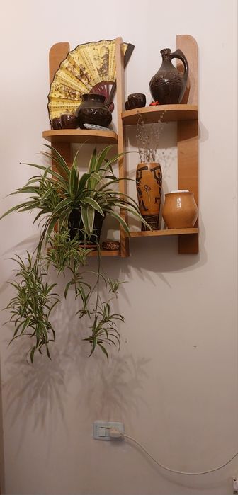 Цветок хлорофитум очиститель воздуха