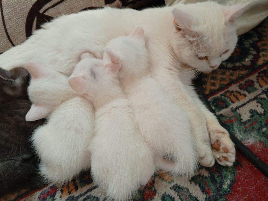 Шотландские котята Страйт