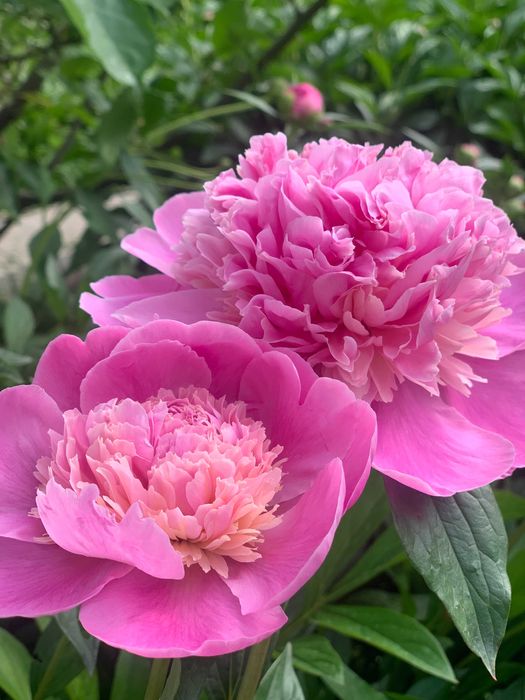 Корни восхитительного и ароматного пиона