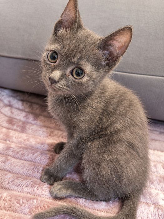Котенок мальчик 2 месяца ищет себе семью