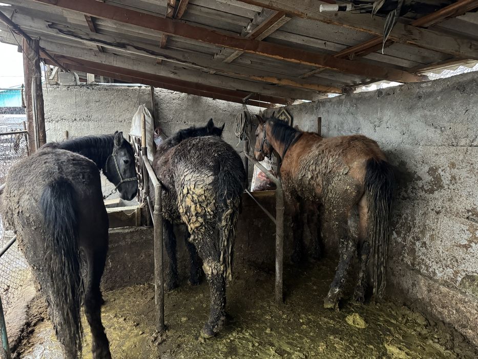 Семиз тай согым жылкы