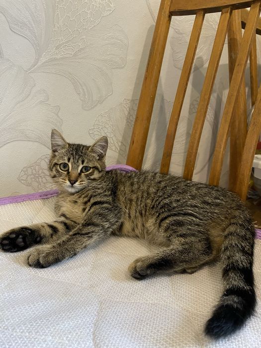 Отдам котят в доьрые оуки