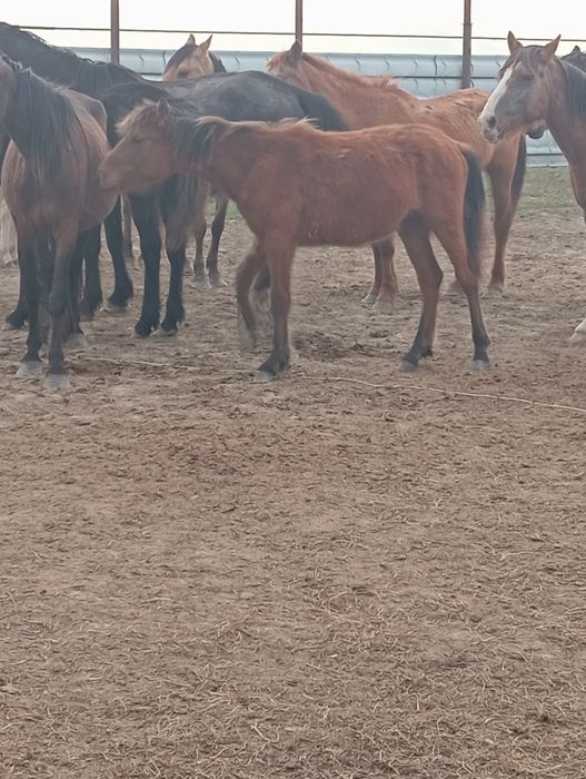 тай обмен на мотоцикл