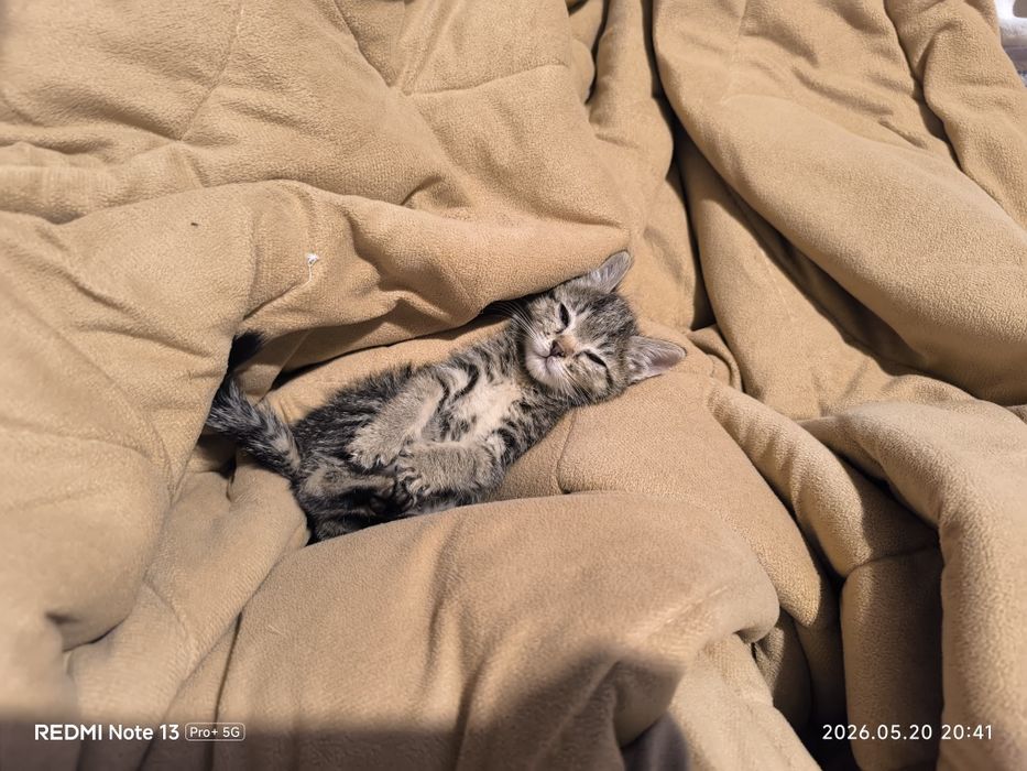 Отдам котенка девочка