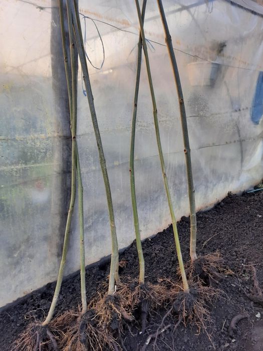 Paulownia la ghiveci