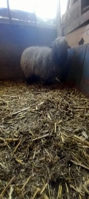 Mînz de 8 luni cuminte