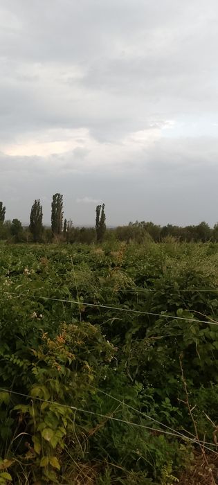 Саженцы малины сорт Геракл