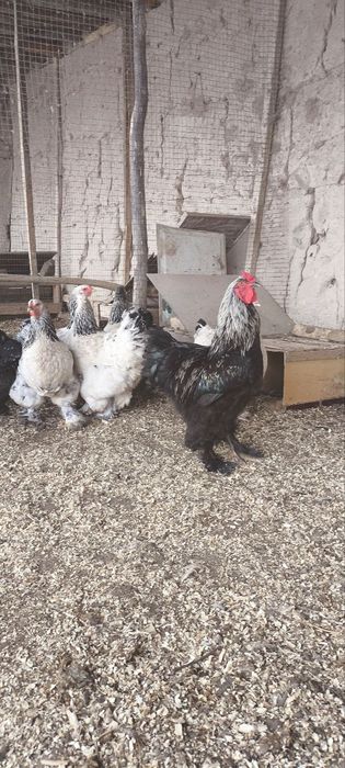 Brama tuxumlari sotiladi