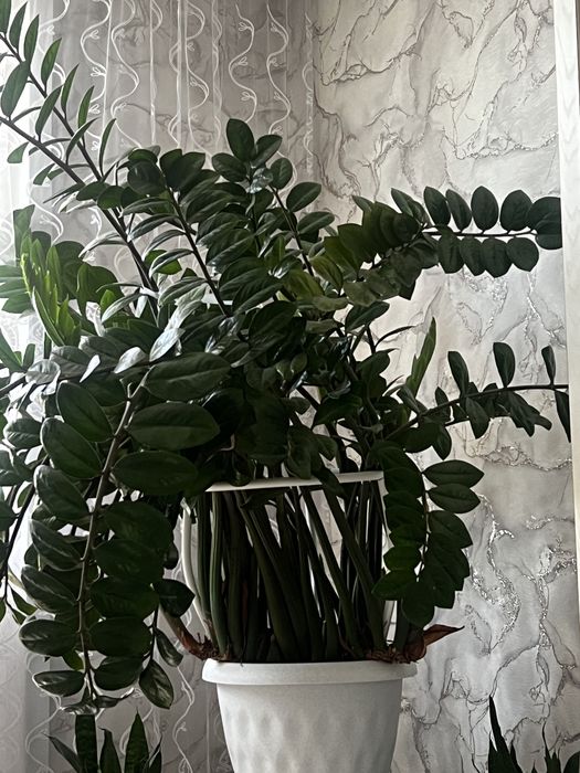 Замиокулькас 7 лет