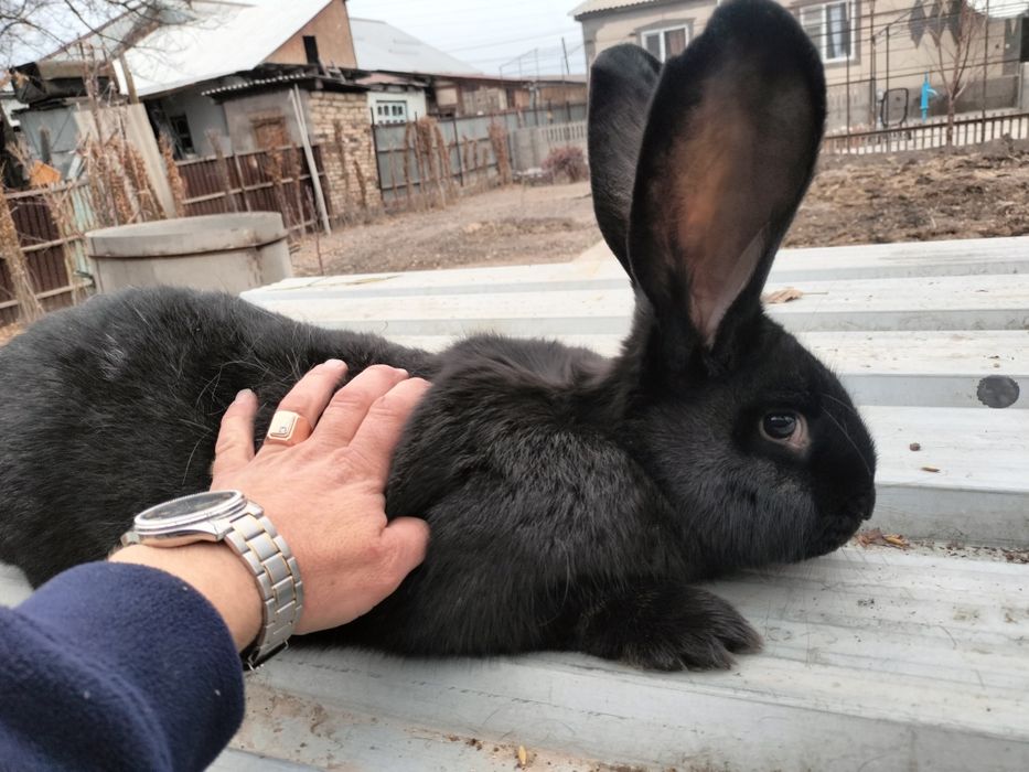 Продам  кроликов.