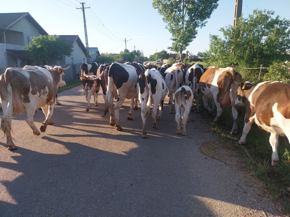 Vand vaci inscrise in cop....vaci bune de lapte fara probleme.