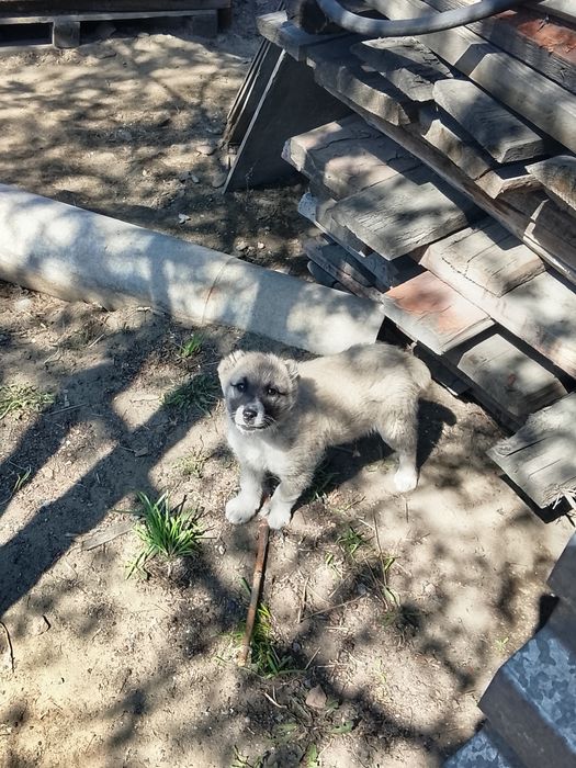 Продам девочку щенка в добрые руки