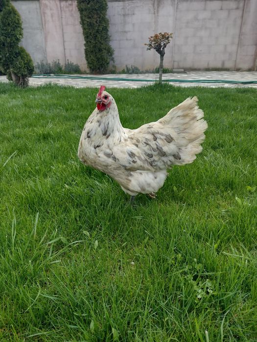Pui australorp albastru, negru, splash din 14.05.2206