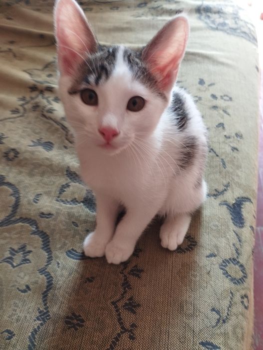 Отдам даром одного котенка,2,5 месяца