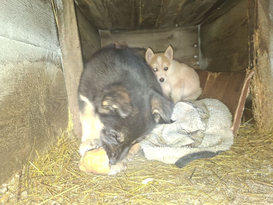 Отдам щенят в хорошие руки