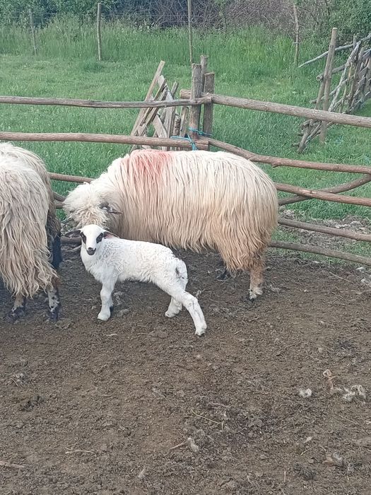 De vânzare oaie cu  un miel. Mieluță