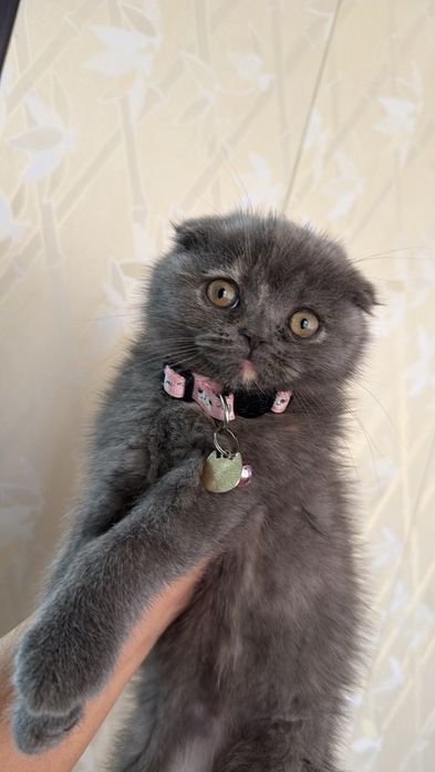 продаётся кошка скоттиш фолд девочка