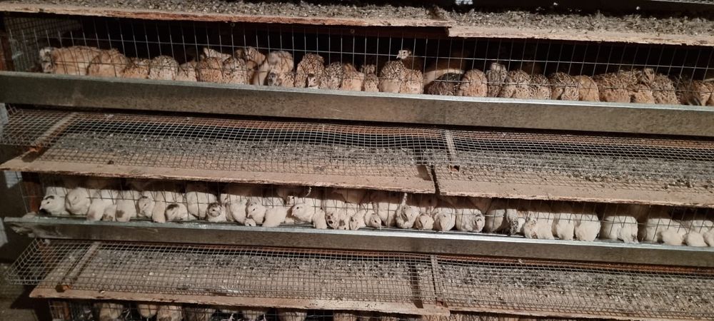 Бөденелер (перепелки)  сатылады