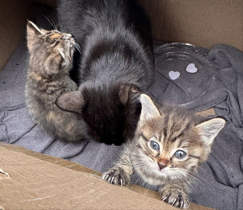 Отдам в добрые руки котят