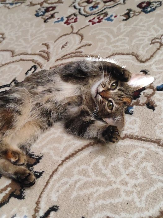 В добрые руки отдаю котята