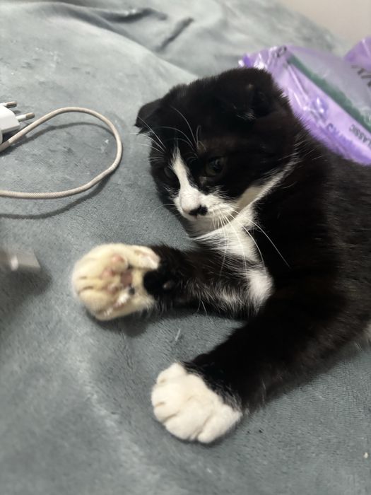 Котенок Породистый