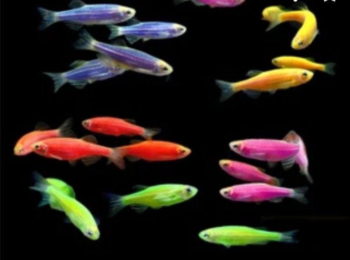 Продам аквариумных рыбок