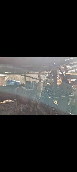 Продавам два овена и един пръч  цена за бр