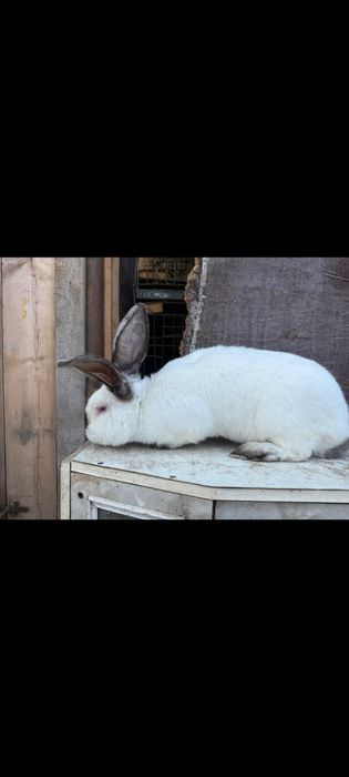 Urias de Transilvania